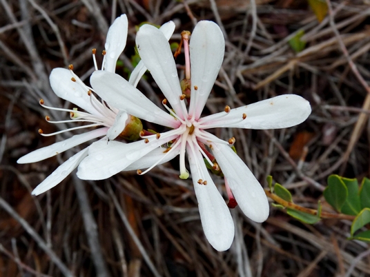 {Bejaria racemosa}